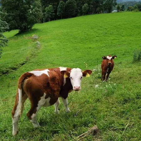 Sonnige Ruhige Bergpanorama Auf 1200m Mit Sued Balkon * Mühlbach am Hochkönig