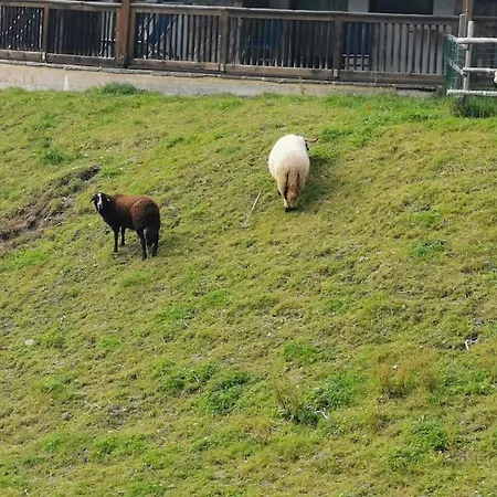 Sonnige Ruhige Bergpanorama Auf 1200m Mit Sued Balkon Daire *