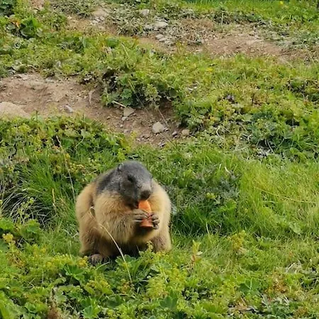 Sonnige Ruhige Bergpanorama Auf 1200m Mit Sued Balkon *