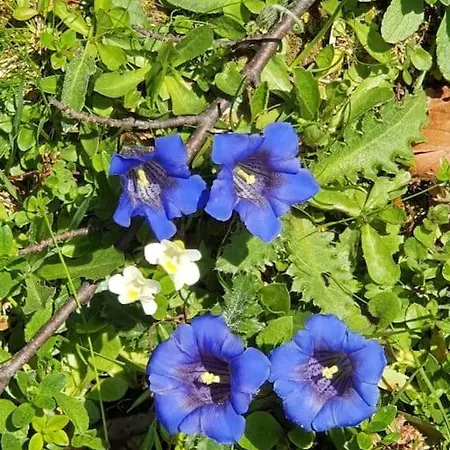 Sonnige Ruhige Bergpanorama Auf 1200m Mit Sued Balkon