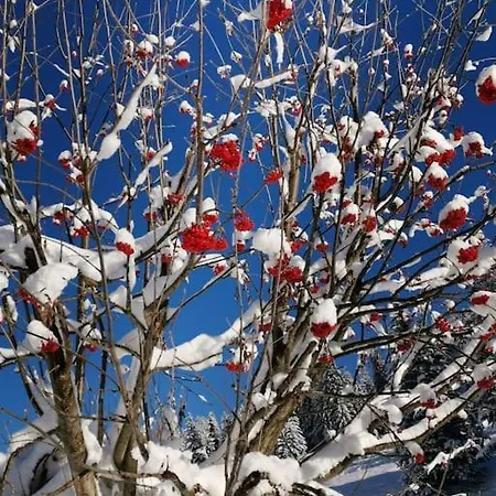 Sonnige Ruhige Bergpanorama Auf 1200m Mit Sued Balkon Daire *