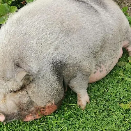 Apartament Sonnige Ruhige Bergpanorama Auf 1200m Mit Sued Balkon